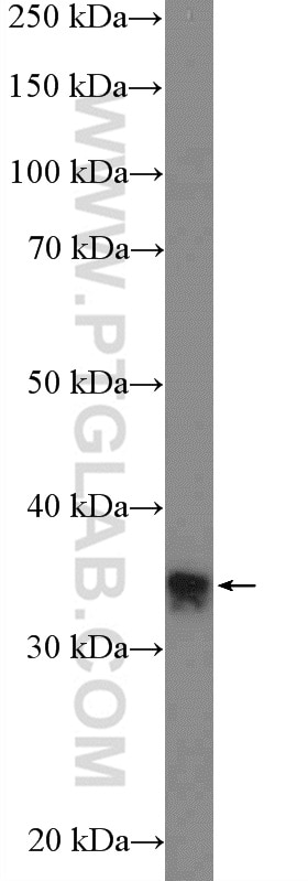 Western Blot (WB) analysis of HeLa cells using RFC2 Polyclonal antibody (10410-1-AP)