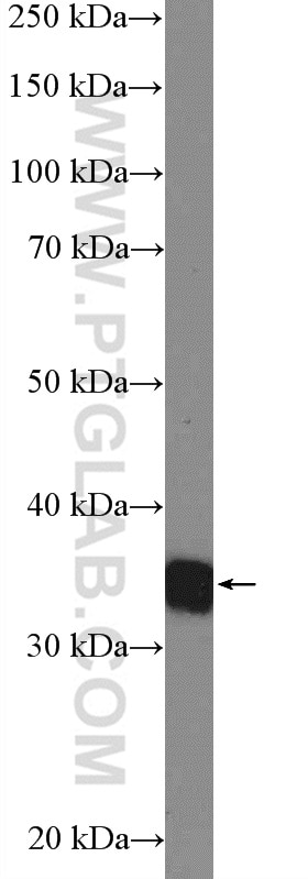 Western Blot (WB) analysis of HeLa cells using RFC2 Polyclonal antibody (10410-1-AP)