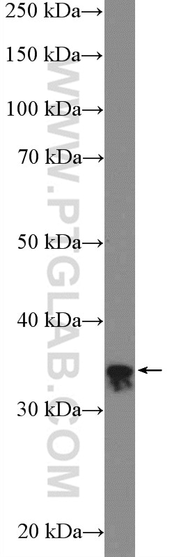 Western Blot (WB) analysis of HeLa cells using RFC2 Polyclonal antibody (10410-1-AP)