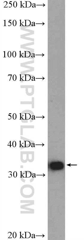 Western Blot (WB) analysis of HeLa cells using RFC2 Polyclonal antibody (10410-1-AP)