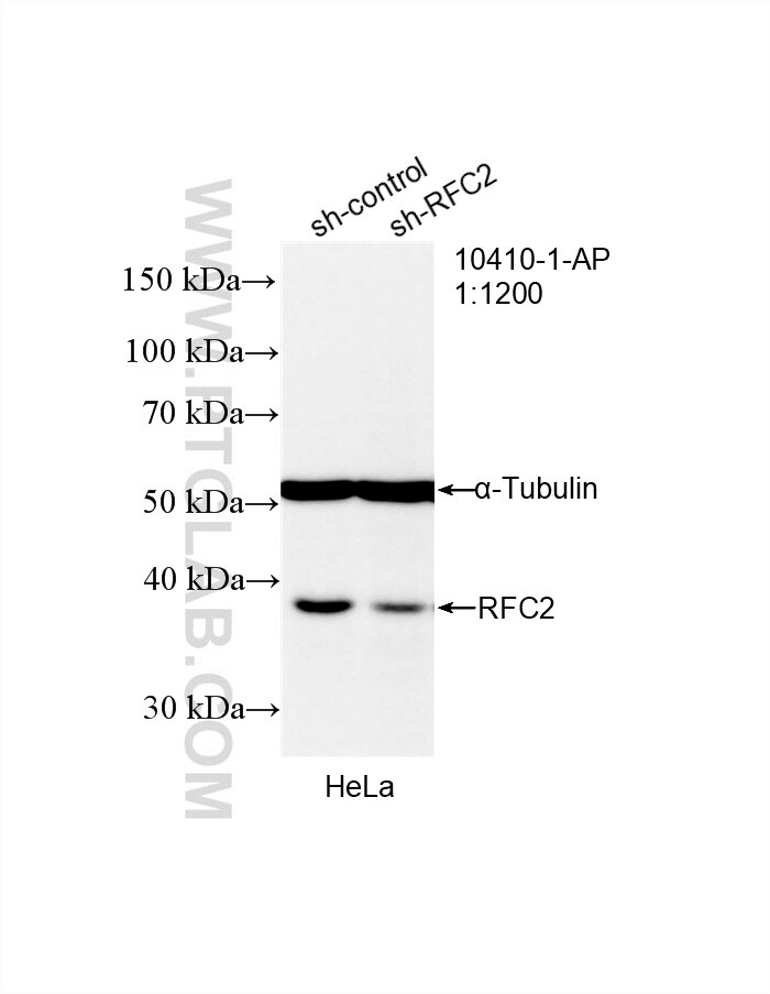 Western Blot (WB) analysis of HeLa cells using RFC2 Polyclonal antibody (10410-1-AP)