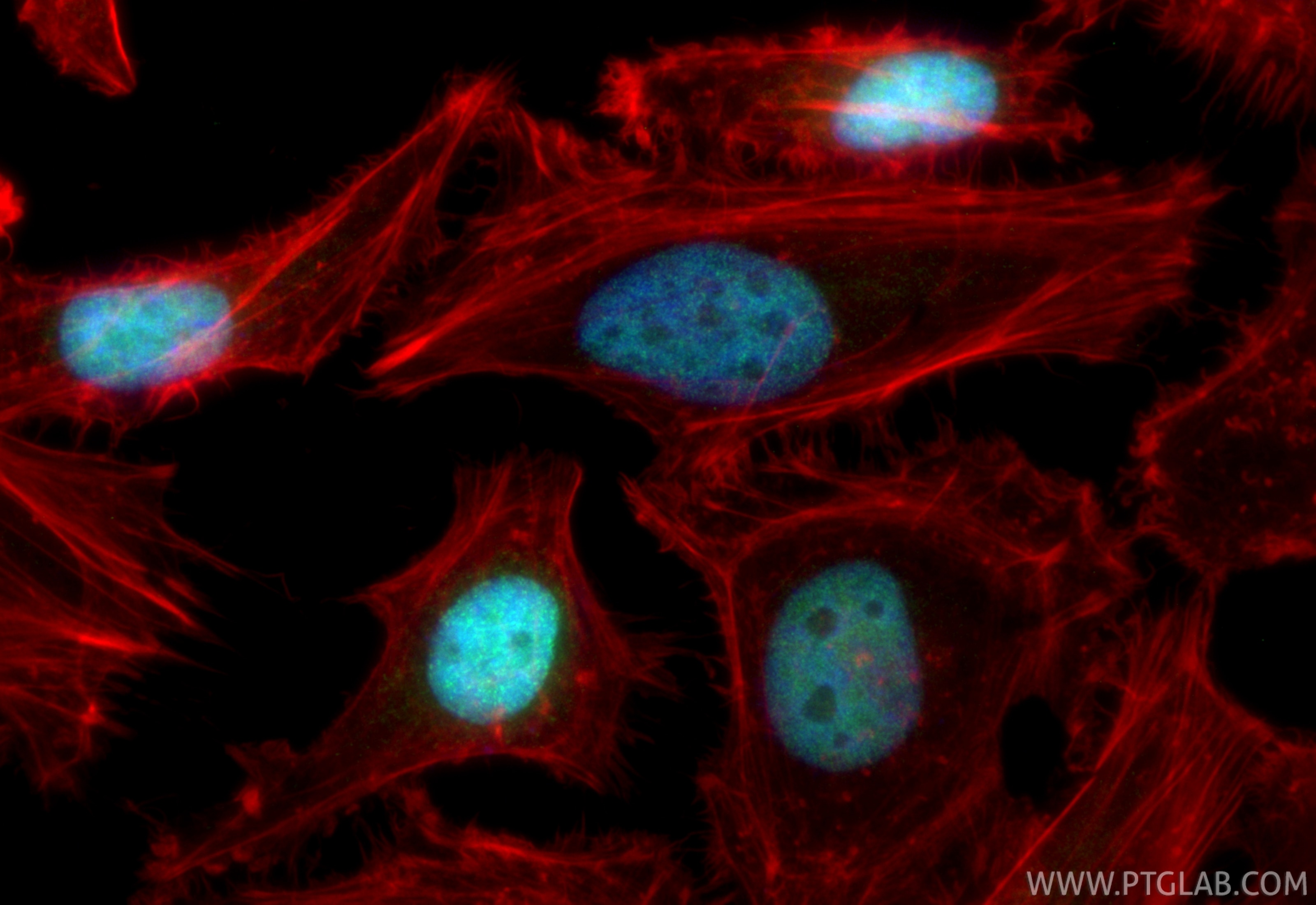 Immunofluorescence (IF) / fluorescent staining of HeLa cells using CoraLite® Plus 488-conjugated RFC2 Recombinant ant (CL488-84892)