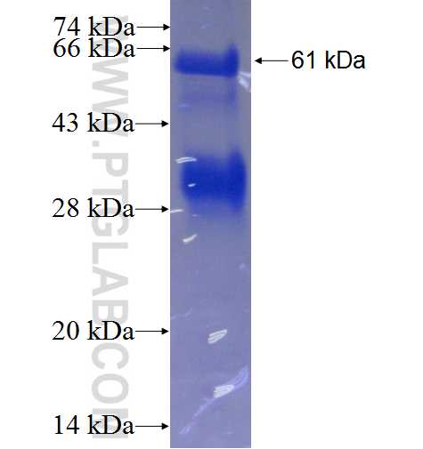 RFC2 fusion protein Ag0663 SDS-PAGE