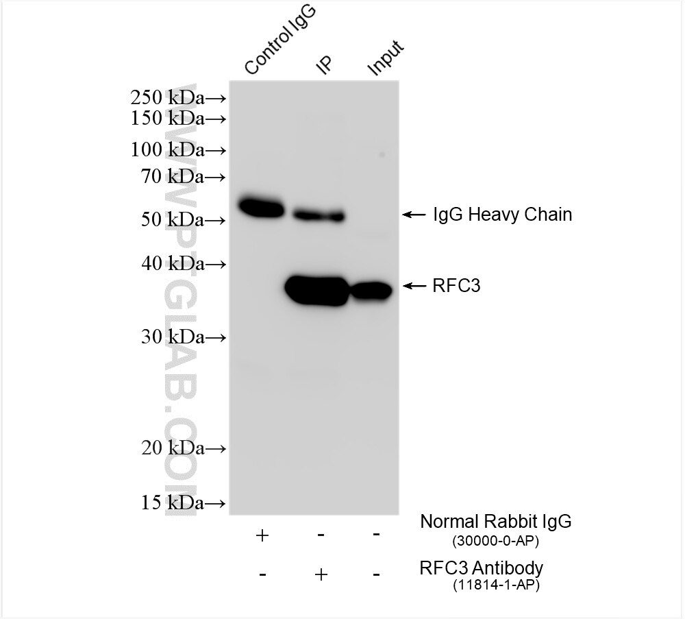 Immunoprecipitation (IP) experiment of HeLa cells using RFC3 Polyclonal antibody (11814-1-AP)