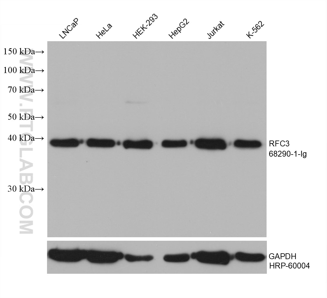 Western Blot (WB) analysis of various lysates using RFC3 Monoclonal antibody (68290-1-Ig)