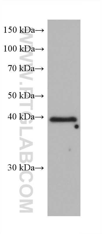 Western Blot (WB) analysis of NIH/3T3 cells using RFC3 Monoclonal antibody (68290-1-Ig)