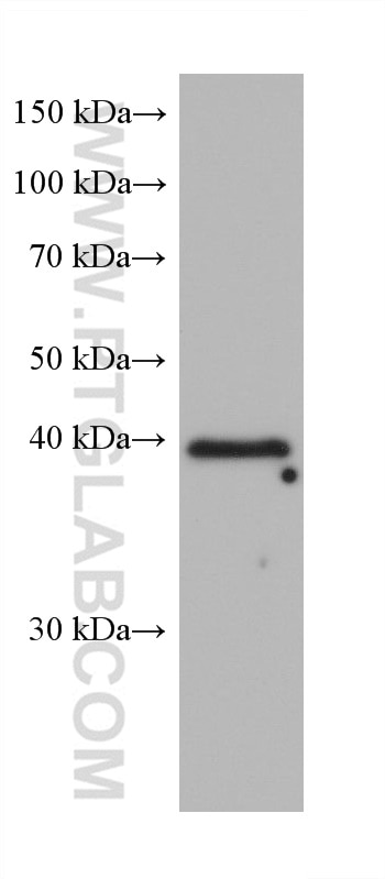 WB analysis of NIH/3T3 using 68290-1-Ig