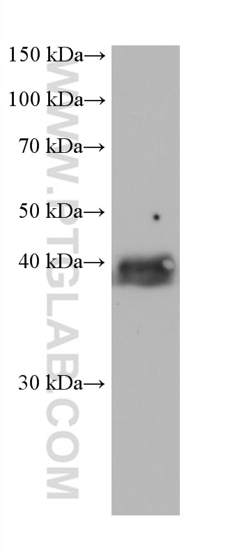 Western Blot (WB) analysis of HSC-T6 cells using RFC3 Monoclonal antibody (68290-1-Ig)