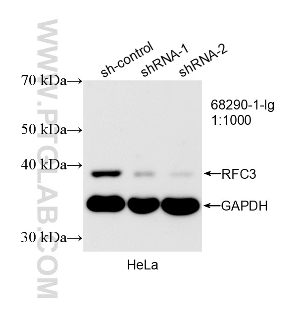 Western Blot (WB) analysis of HeLa cells using RFC3 Monoclonal antibody (68290-1-Ig)