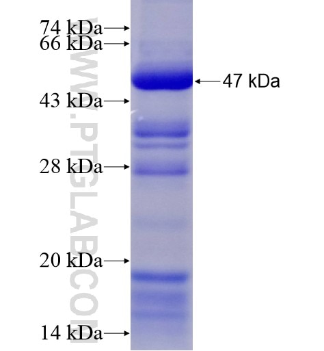 RFC3 fusion protein Ag28365 SDS-PAGE