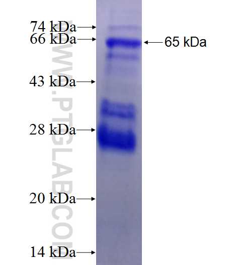 RFC3 fusion protein Ag2269 SDS-PAGE