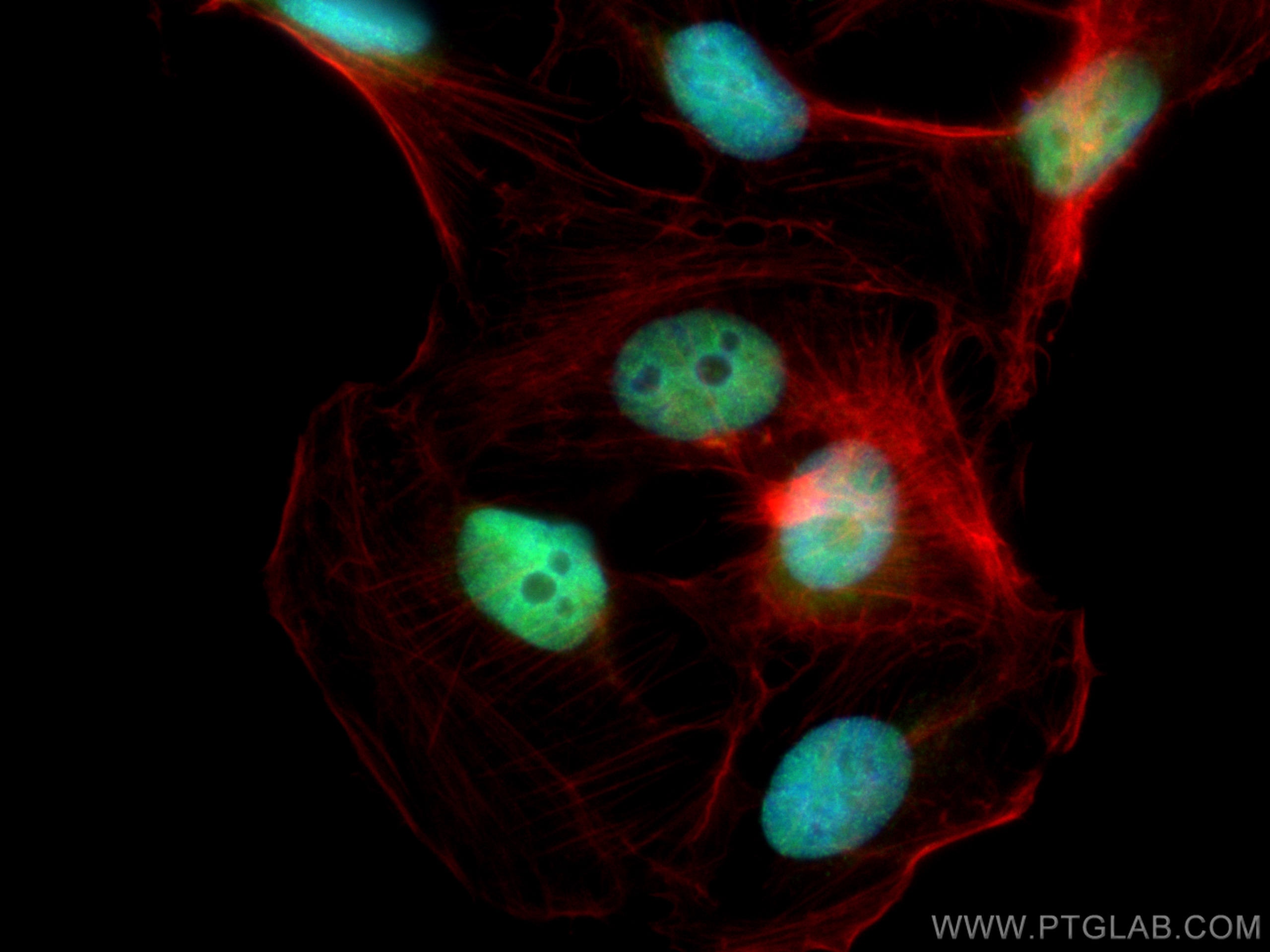 Immunofluorescence (IF) / fluorescent staining of U2OS cells using RFC4 Polyclonal antibody (10806-1-AP)