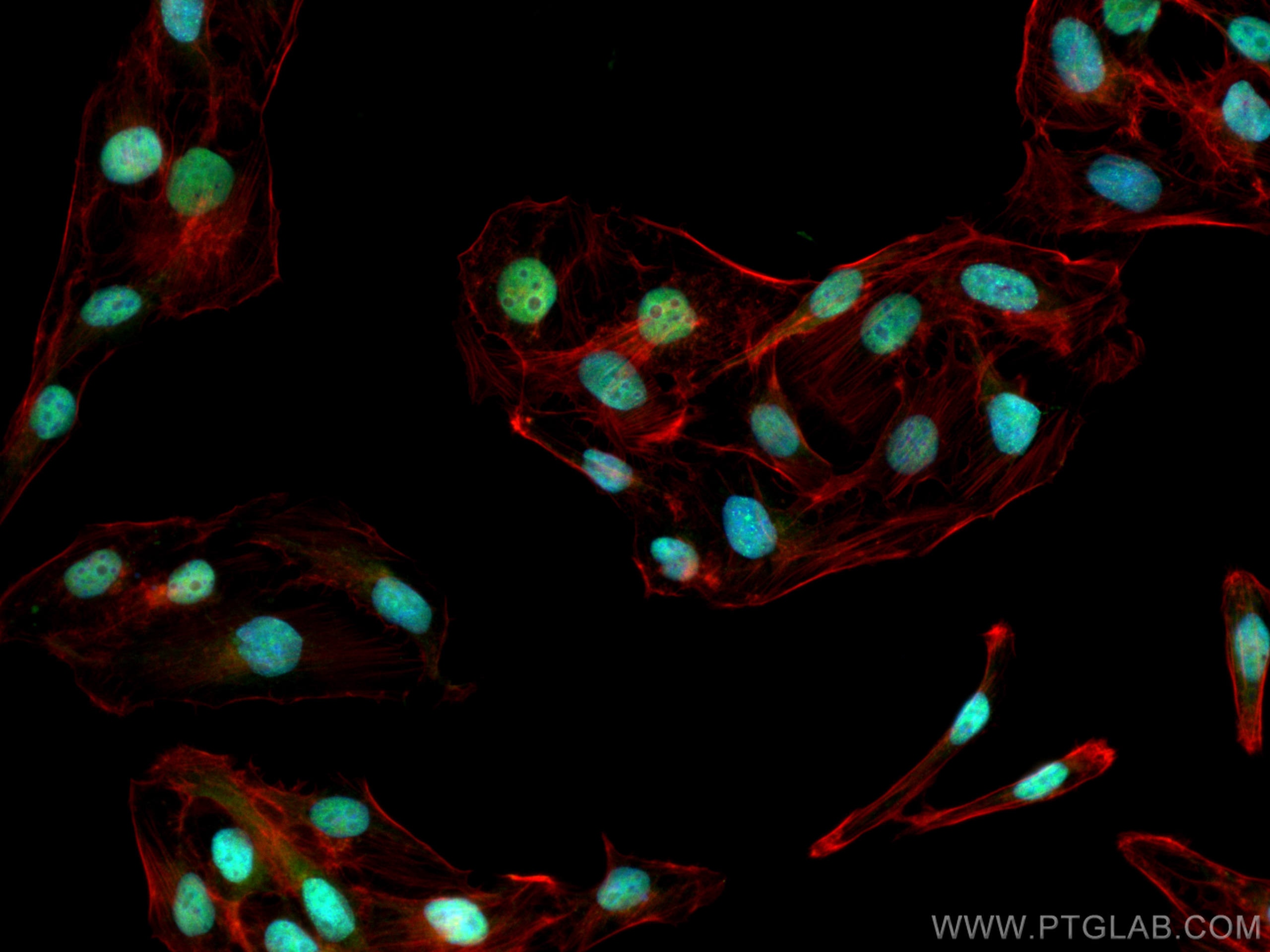 Immunofluorescence (IF) / fluorescent staining of U2OS cells using RFC4 Polyclonal antibody (10806-1-AP)