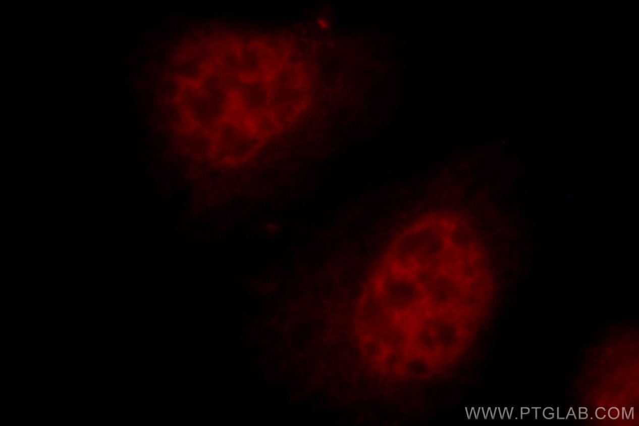 Immunofluorescence (IF) / fluorescent staining of HepG2 cells using RFC4 Polyclonal antibody (10806-1-AP)