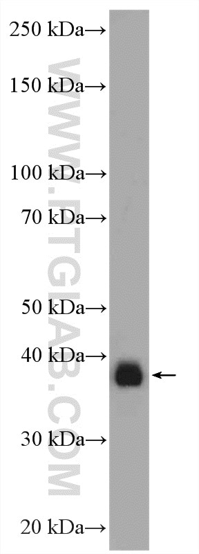 Western Blot (WB) analysis of MCF-7 cells using RFC4 Polyclonal antibody (10806-1-AP)