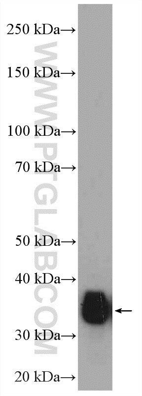 Western Blot (WB) analysis of Raji cells using RFC4 Polyclonal antibody (10806-1-AP)