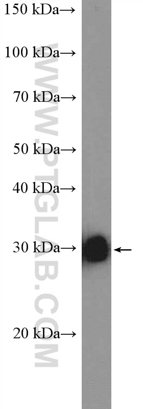 Western Blot (WB) analysis of MCF-7 cells using RFC4 Polyclonal antibody (10806-1-AP)
