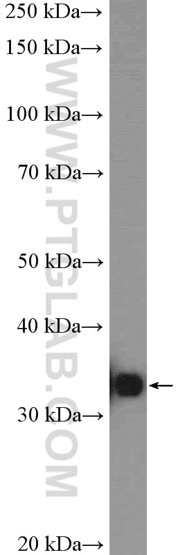 Western Blot (WB) analysis of Raji cells using RFC4 Polyclonal antibody (10806-1-AP)