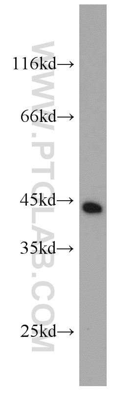 Western Blot (WB) analysis of Raji cells using RFC4 Polyclonal antibody (10806-1-AP)