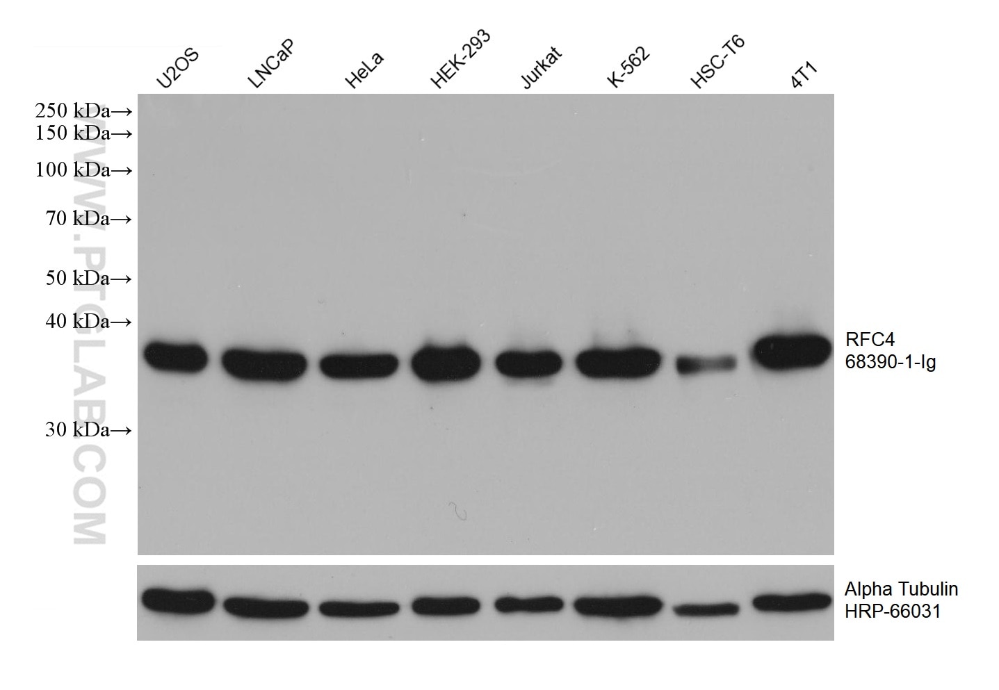 Western Blot (WB) analysis of various lysates using RFC4 Monoclonal antibody (68390-1-Ig)