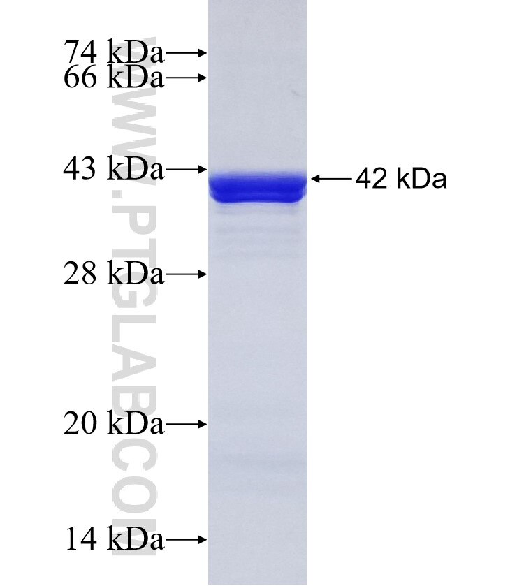 RFC4 fusion protein Ag33295 SDS-PAGE