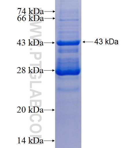 RFC5 fusion protein Ag0584 SDS-PAGE