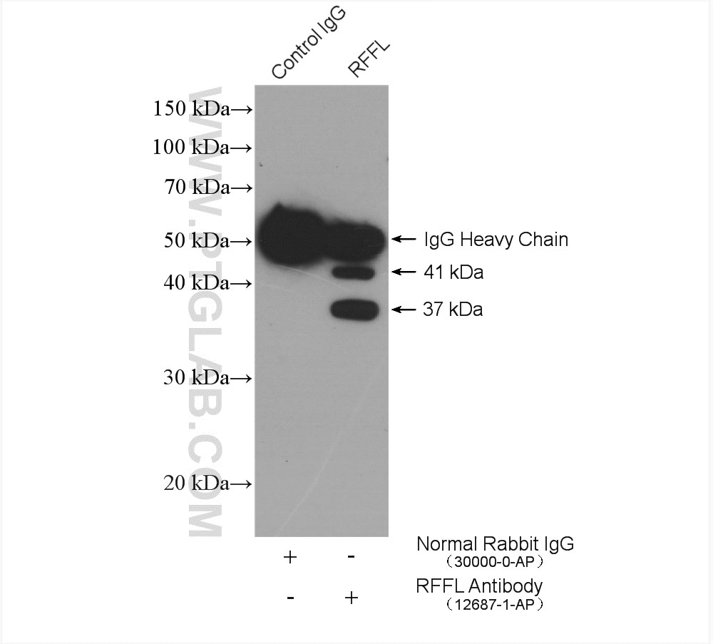 Immunoprecipitation (IP) experiment of mouse testis tissue using RFFL Polyclonal antibody (12687-1-AP)