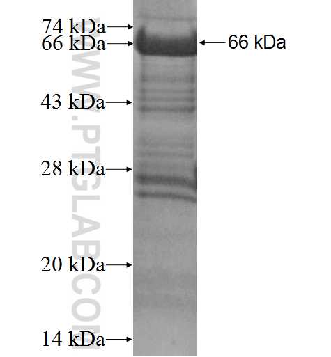 RFFL fusion protein Ag3380 SDS-PAGE