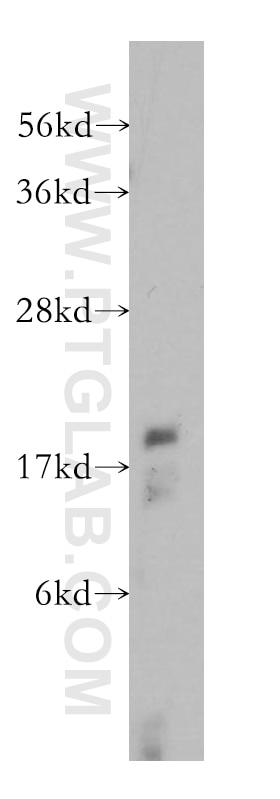 WB analysis of Jurkat using 15813-1-AP