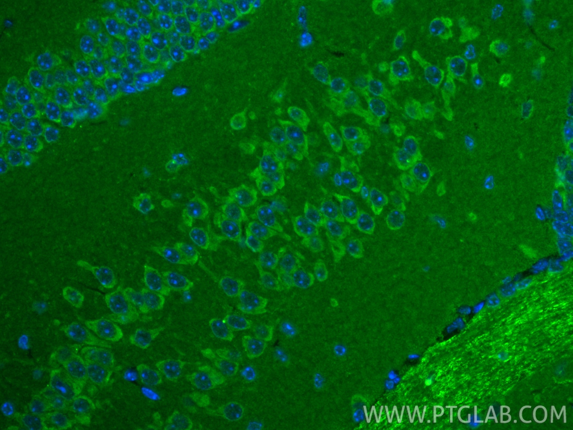 Immunofluorescence (IF) / fluorescent staining of mouse brain tissue using RFK Recombinant monoclonal antibody (85032-2-RR)