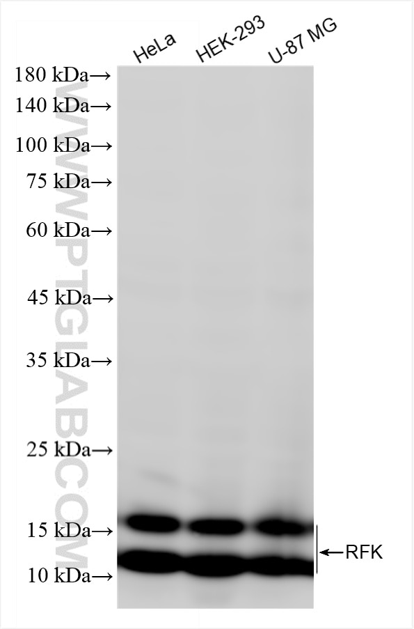 Various lysates were subjected to SDS PAGE followed by western blot with 85032-2-RR (RFK antibody) at dilution of 1:5000 incubated at room temperature for 1.5 hours. This data was developed using the same antibody clone with 85032-2-PBS in a different storage buffer formulation. Western Blot (WB) analysis of various lysates using RFK Recombinant monoclonal antibody (85032-2-RR)
