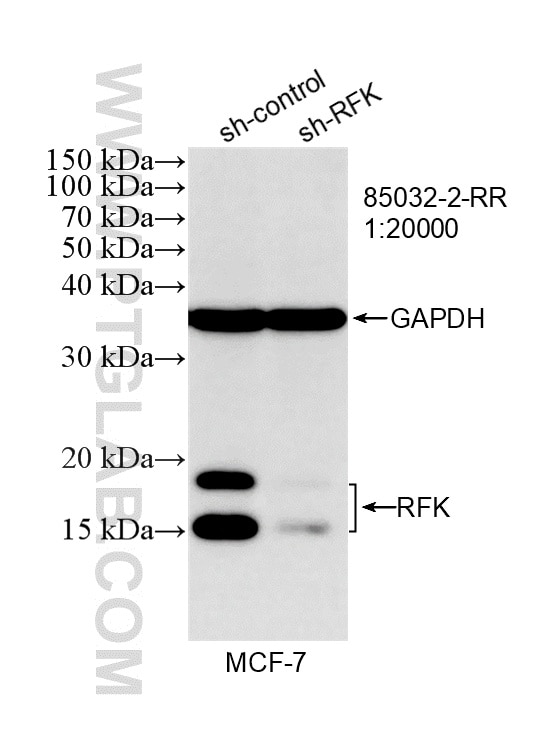 WB result of RFK antibody (85032-2-RR; 1:20000; incubated at room temperature for 1.5 hours) with sh-Control and sh-RFK transfected MCF-7 cells. This data was developed using the same antibody clone with 85032-2-PBS in a different storage buffer formulation. Western Blot (WB) analysis of MCF-7 cells using RFK Recombinant monoclonal antibody (85032-2-RR)