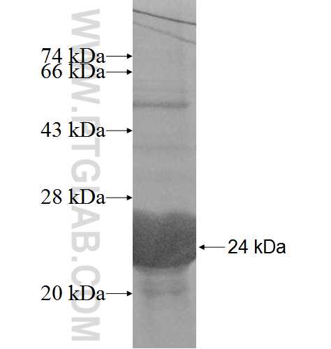 RFK fusion protein Ag8582 SDS-PAGE