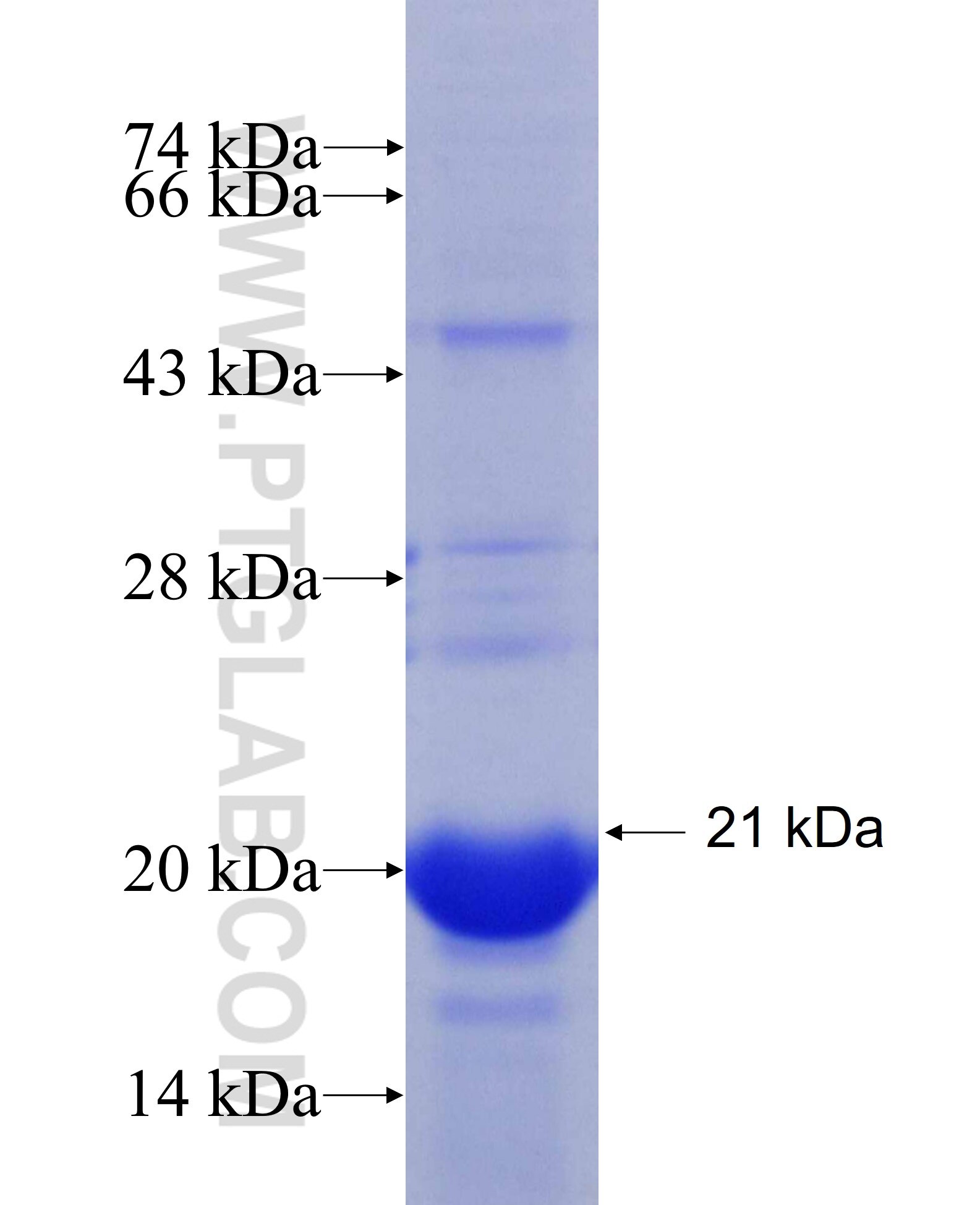 RFK fusion protein Ag8582 SDS-PAGE