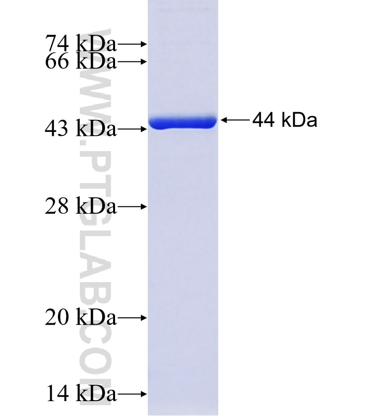 RFK fusion protein Ag8591 SDS-PAGE