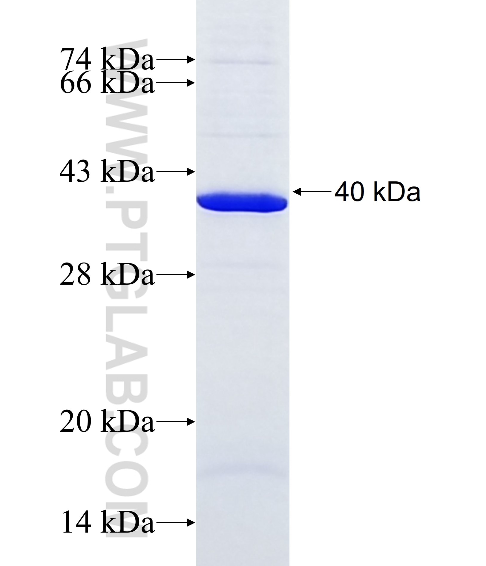 RFNG fusion protein Ag38023 SDS-PAGE