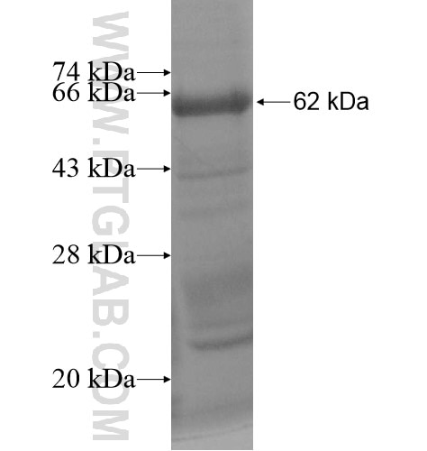RFPL2 fusion protein Ag11944 SDS-PAGE