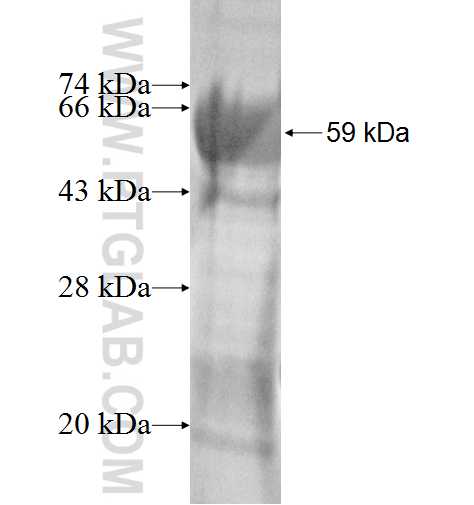 RFPL3 fusion protein Ag4090 SDS-PAGE