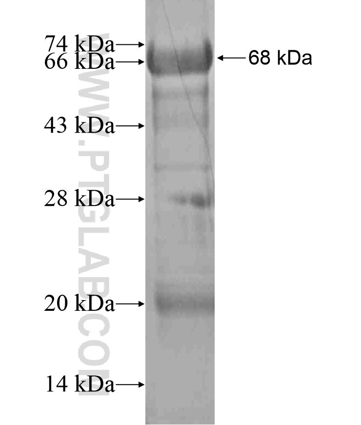 RFTN1 fusion protein Ag17264 SDS-PAGE