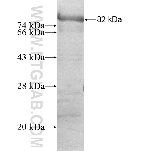 RFTN2 fusion protein Ag12307 SDS-PAGE