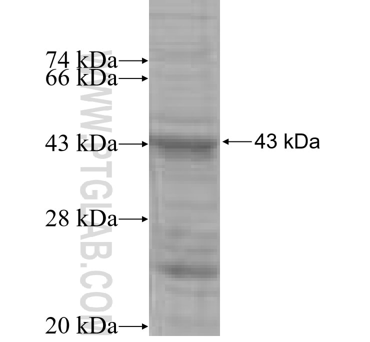 COP1 fusion protein Ag5293 SDS-PAGE