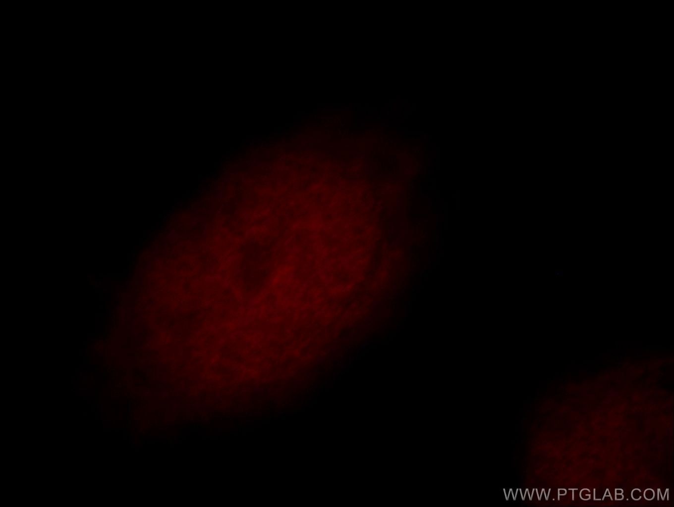 Immunofluorescence (IF) / fluorescent staining of HeLa cells using RFWD3 Polyclonal antibody (19893-1-AP)