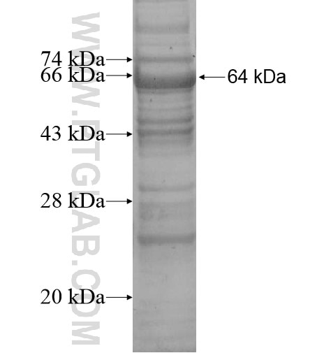 RFWD3 fusion protein Ag13728 SDS-PAGE