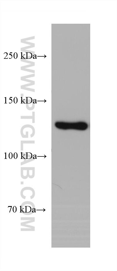 Western Blot (WB) analysis of HeLa cells using RFX1 Monoclonal antibody (68057-1-Ig)