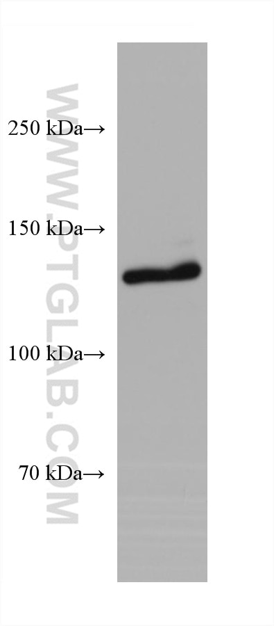 Western Blot (WB) analysis of NIH/3T3 cells using RFX1 Monoclonal antibody (68057-1-Ig)