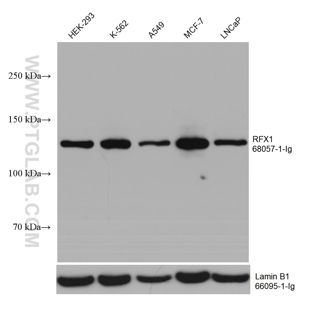 Western Blot (WB) analysis of various lysates using RFX1 Monoclonal antibody (68057-1-Ig)