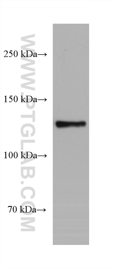 Western Blot (WB) analysis of U2OS cells using RFX1 Monoclonal antibody (68057-1-Ig)