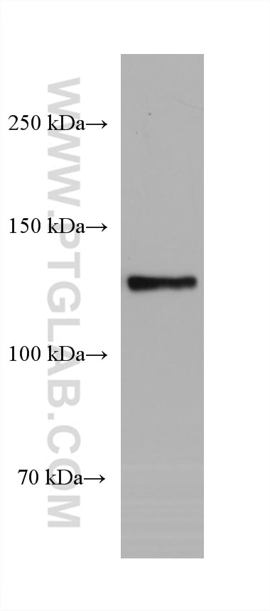 WB analysis of U2OS using 68057-1-Ig