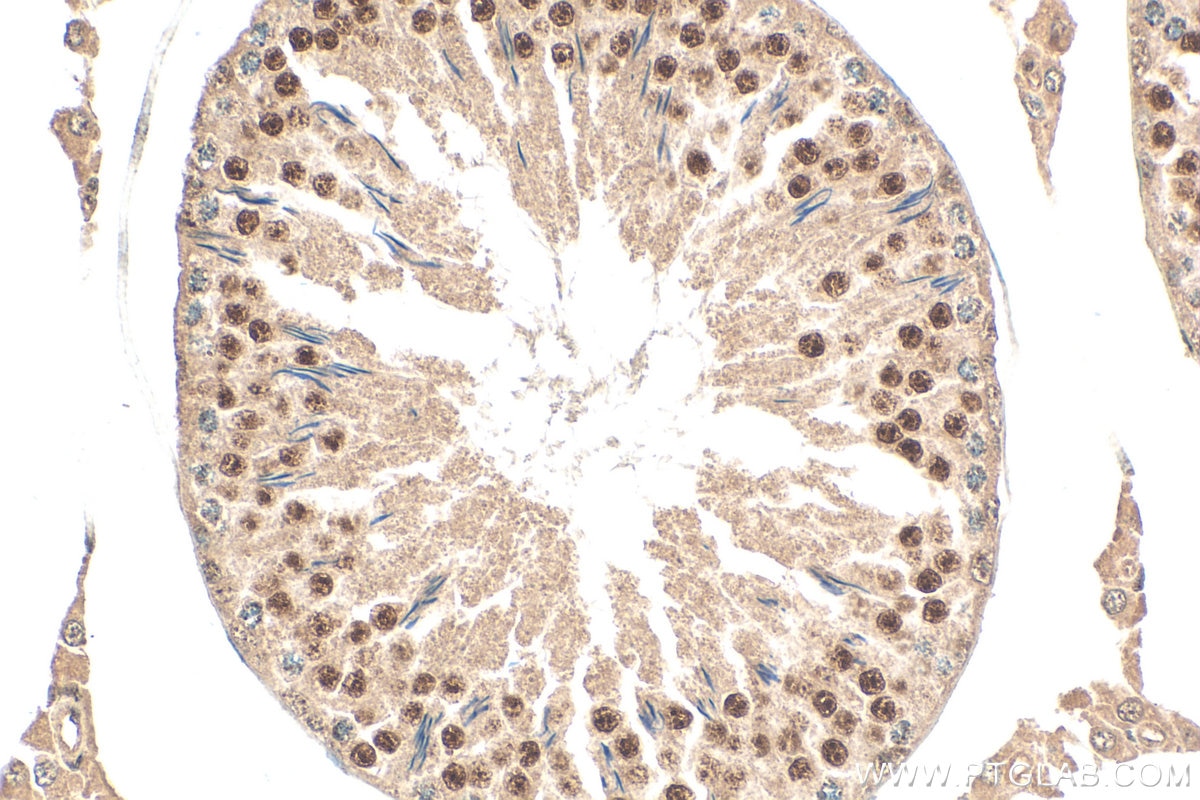 Immunohistochemistry (IHC) staining of rat testis tissue using RFX2 Polyclonal antibody (12622-1-AP)