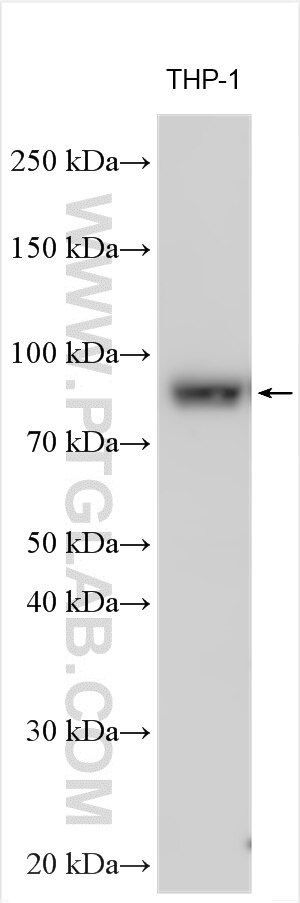 Western Blot (WB) analysis of various lysates using RFX2 Polyclonal antibody (12622-1-AP)